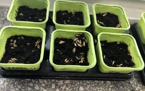 Biedronki sadzą roślinki (2)